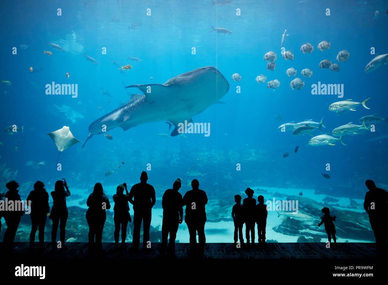 Atlanta, Hauptstadt des US-Bundesstaates Georgia, das Georgia Aquarium Innenraum Walhai im großen Theater Fenster anzeigen Stockfoto