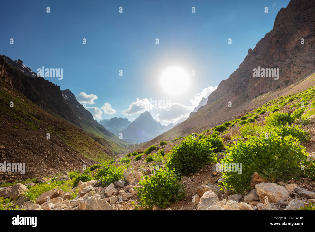 Zentralasien, Tadschikistan, Ventilator Berge, wilde Minze in den Bergen Stockfoto
