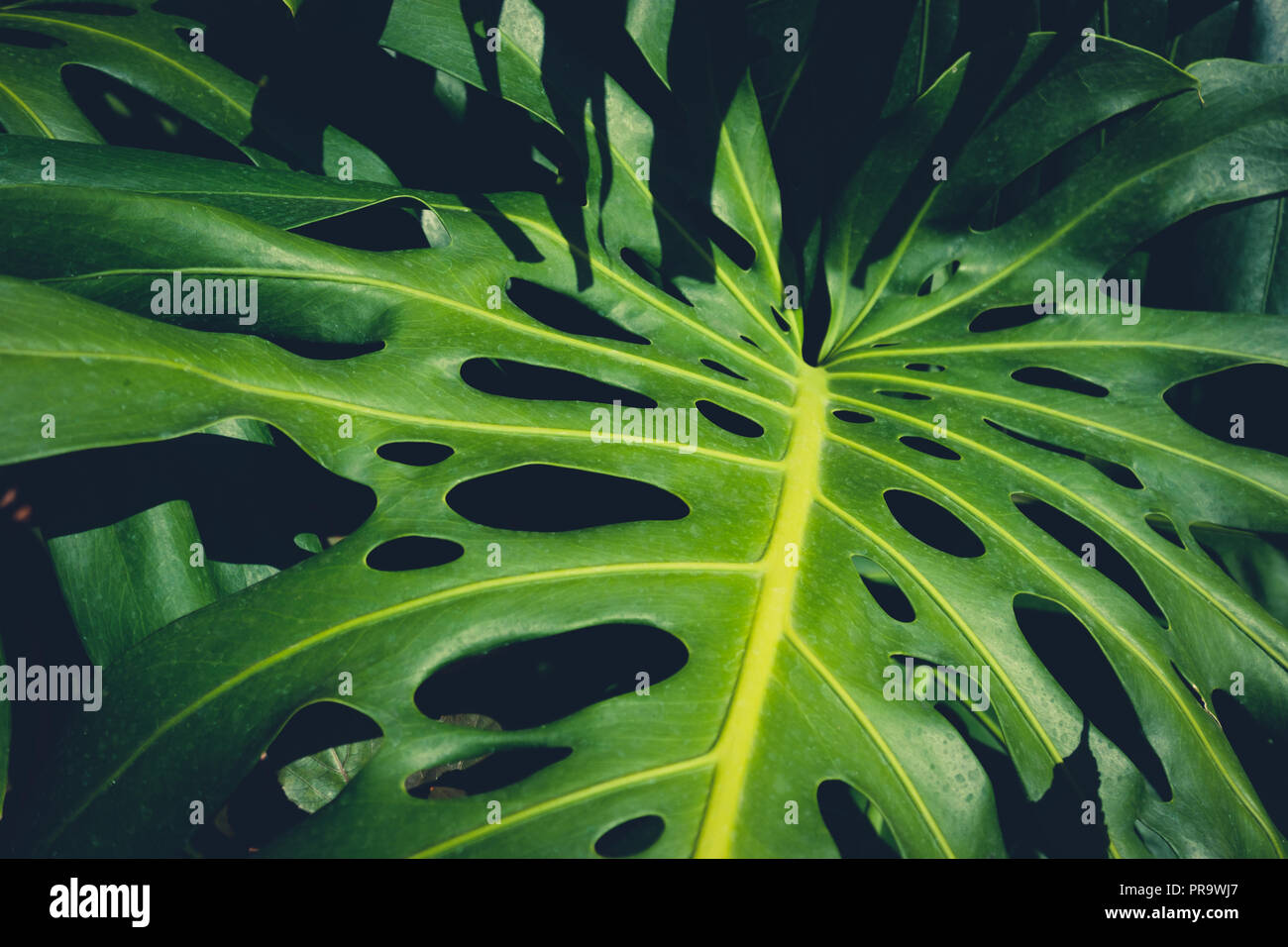 Monstera Philodendron Blätter - tropische Wald pflanzen- Stockfoto