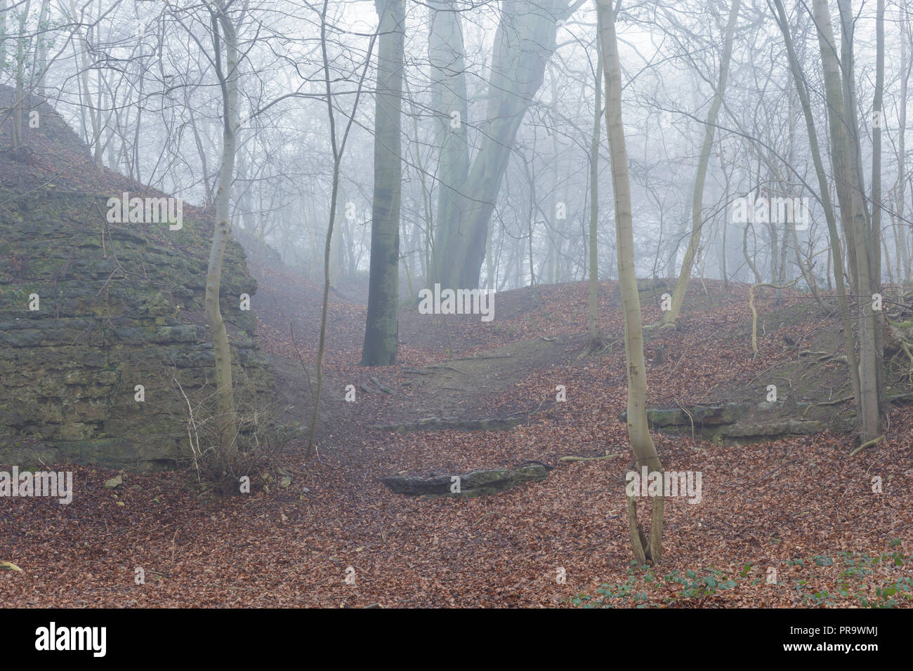 Misty Szene in Sommergrünen Wäldern, Hetchell Holz, West Yorkshire, England, Januar Stockfoto