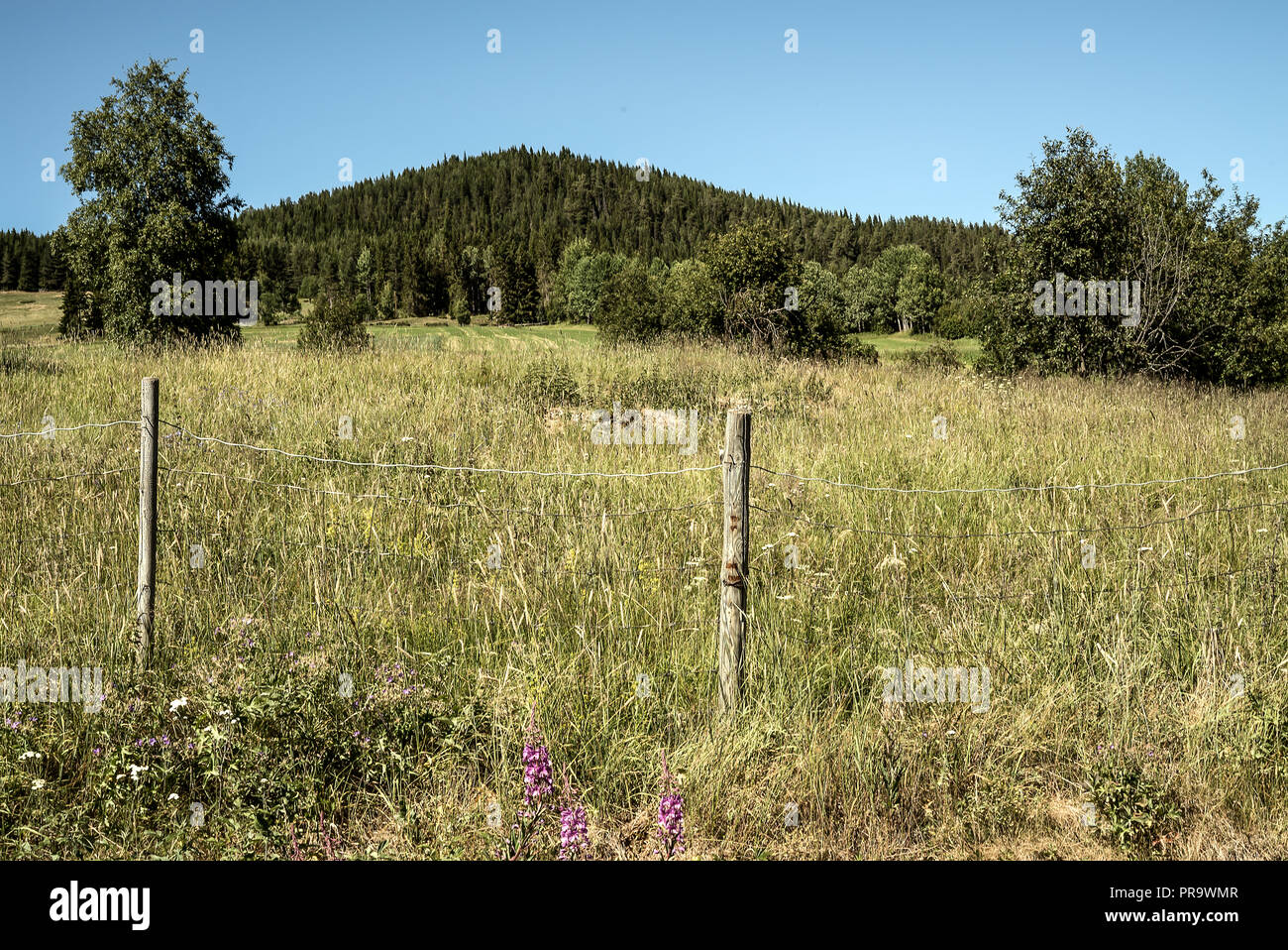 Ländliche, rustikale Ackerland mit wachsenden Weide Feld in einem nicht-städtischen Dorf im Sommer Stockfoto