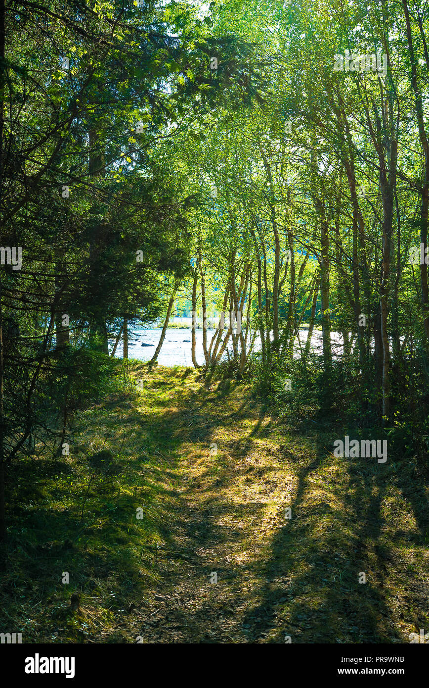 Camping in ruhiger Wald an einem See mit Sonnenschein leuchten durch die Bäume Stockfoto