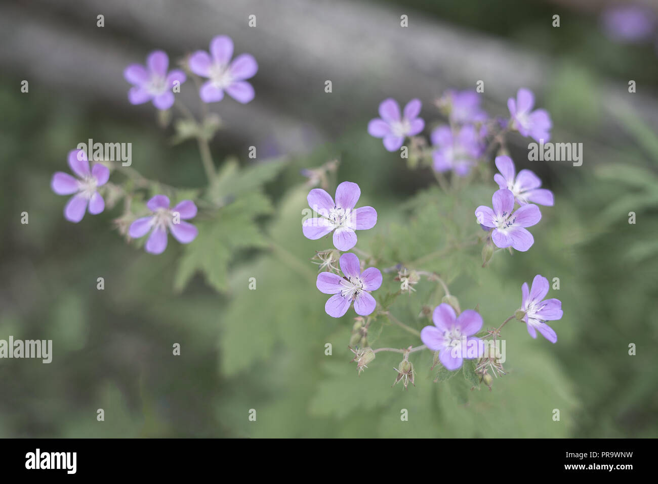 Ländliche, Violett Blumen wächst natürlich in die Landschaft Stockfoto