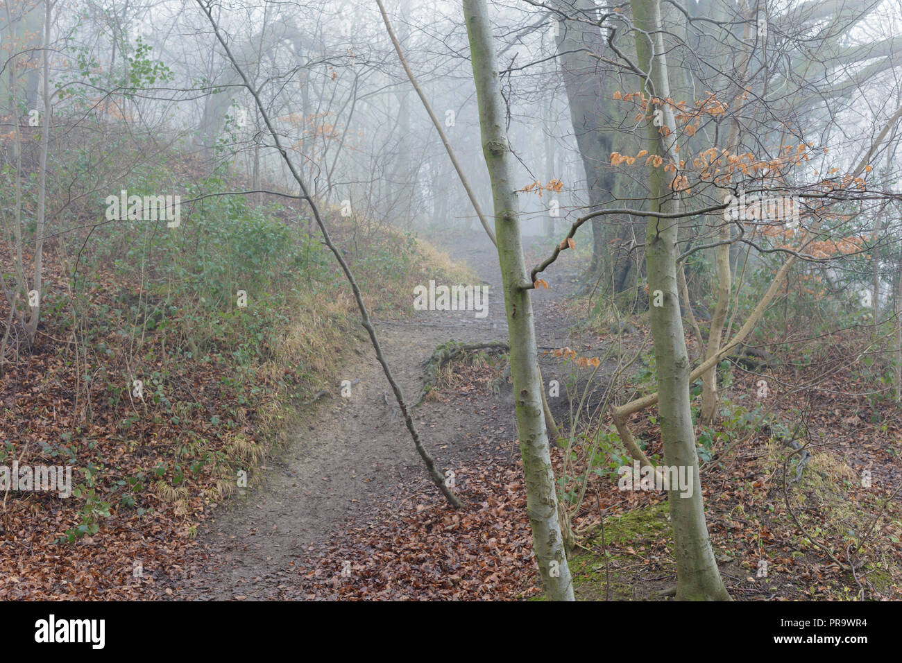 Misty Szene in Sommergrünen Wäldern, Hetchell Holz, West Yorkshire, England, Januar Stockfoto