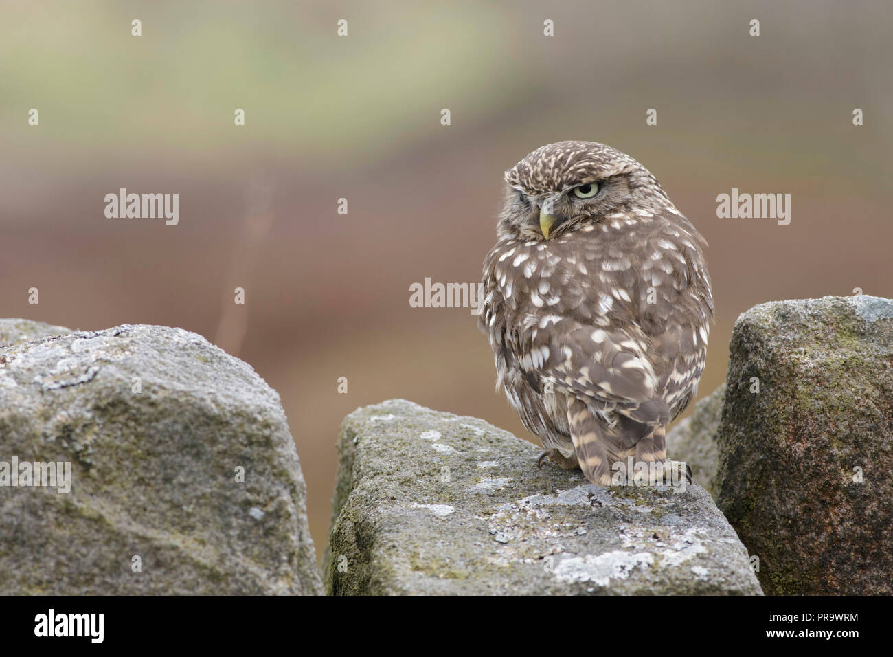 Steinkauz (Athene noctua) Erwachsenen, auf Stein Wand gehockt, West Yorkshire, England, April (von in Gefangenschaft gehaltenen Vögeln) Stockfoto