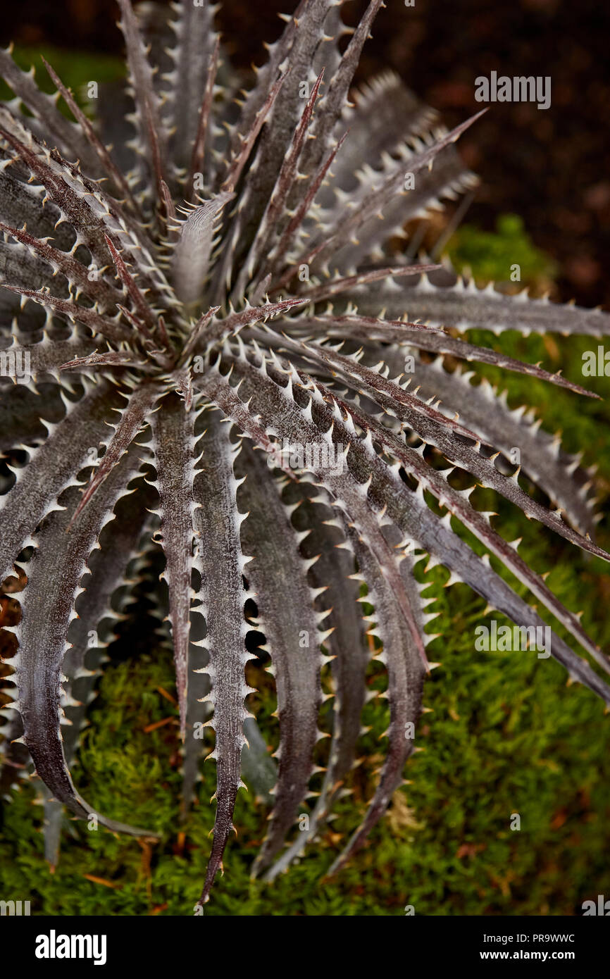 Dyckia - goehringll in Tatton Park Flower Show 2018 Stockfoto