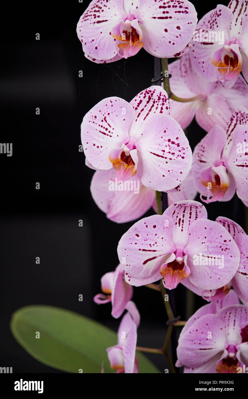 Phalaenopsis - Dame Sakura in Tatton Park Flower Show 2018 Stockfoto