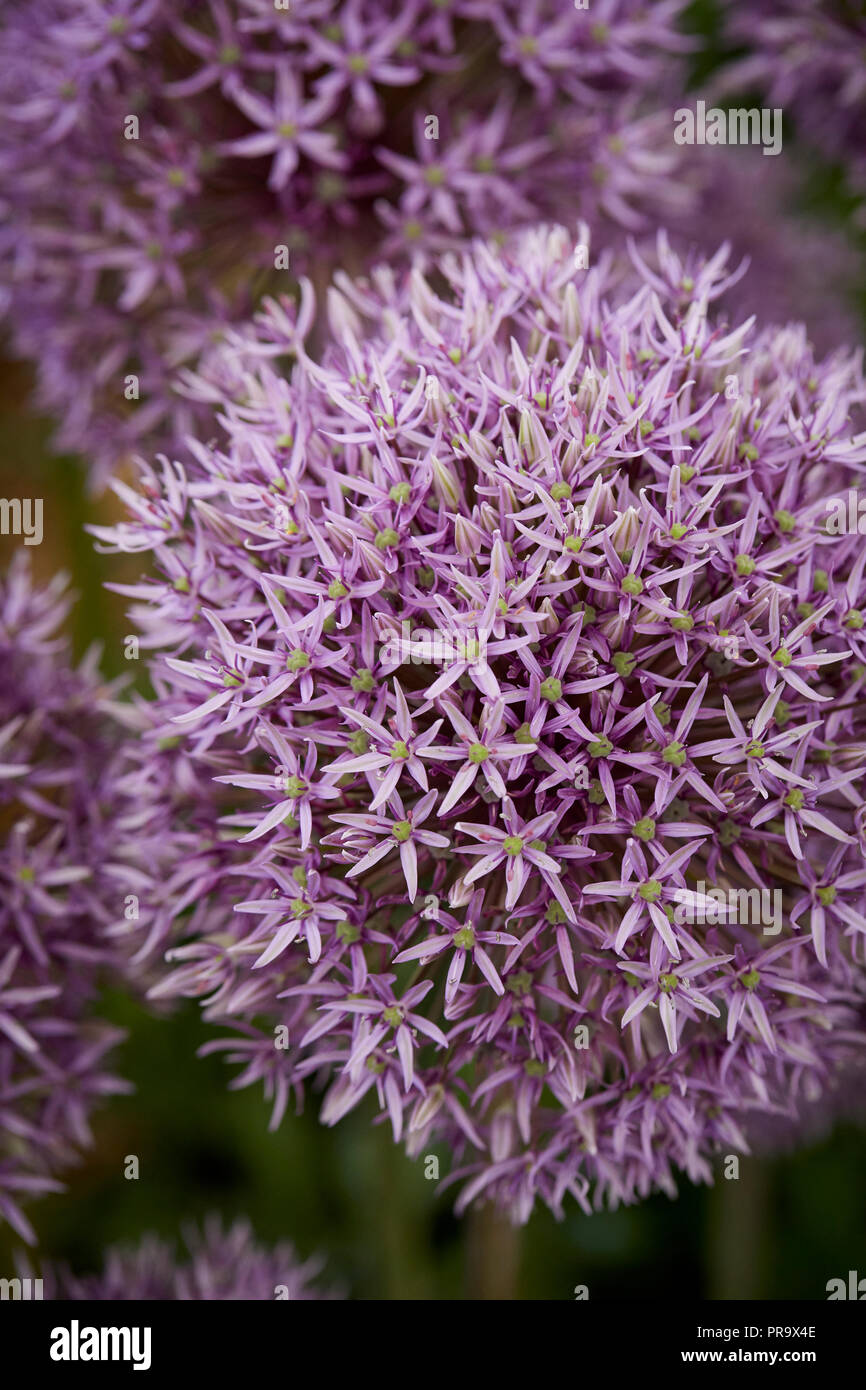 Allium - Jackpot bei Tatton Park Flower Show 2018 Stockfoto