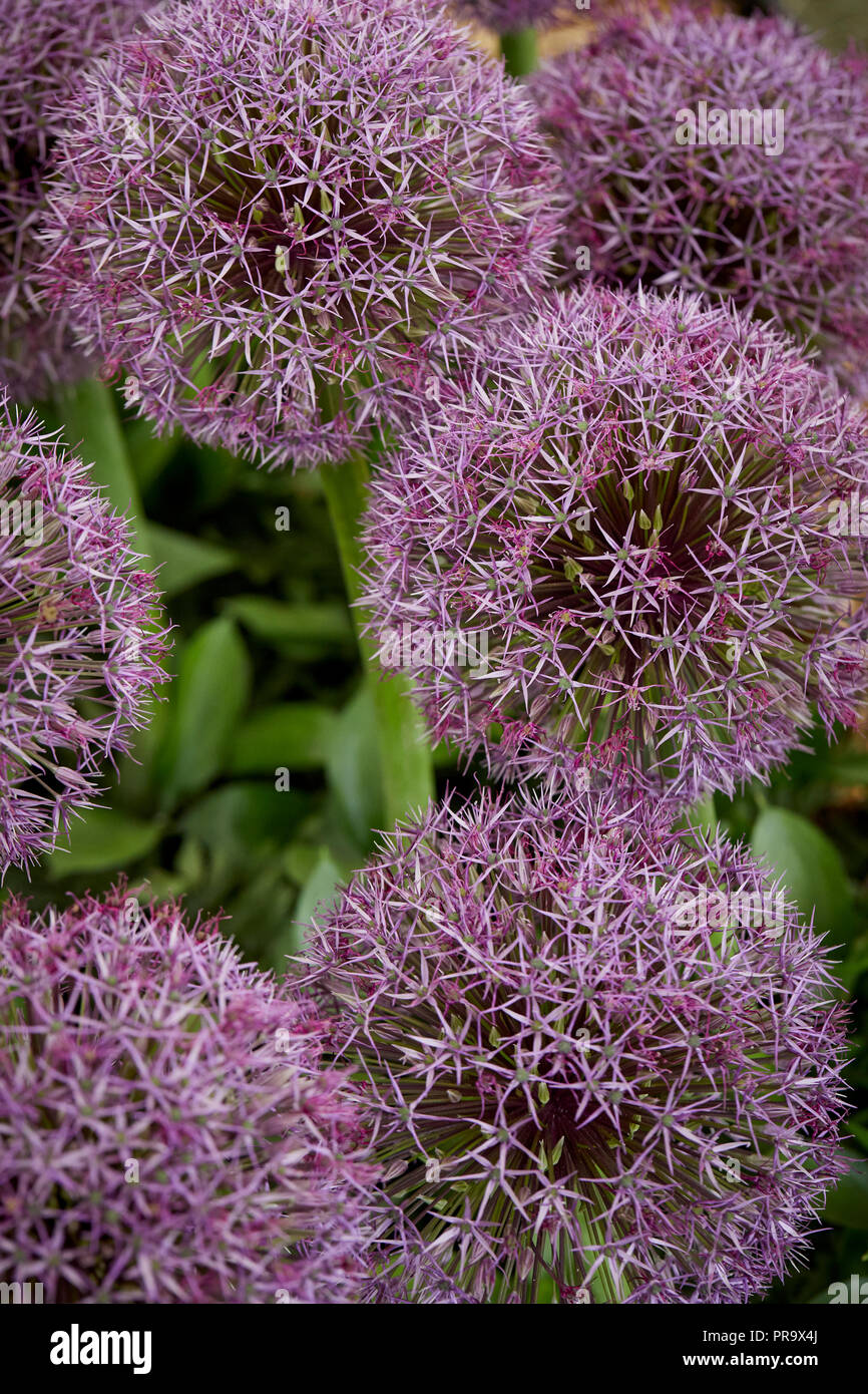 Allium - Lila Jackpot bei Tatton Park Flower Show 2018 Stockfoto