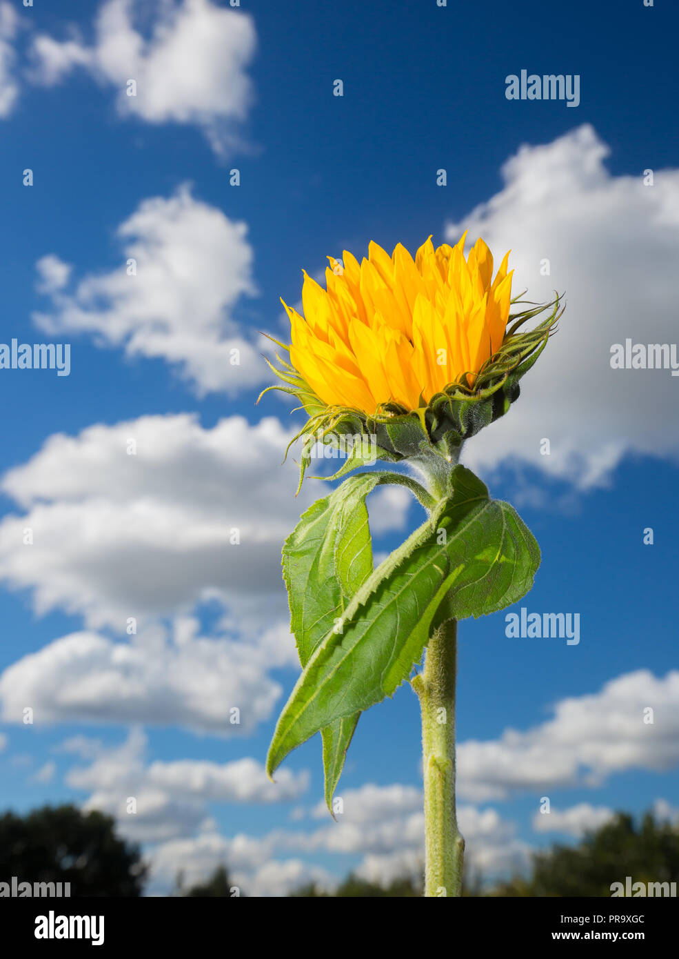 Ausführliches Porträt schließen sich aus einzelnen, aufrechte Sonnenblume Stammzellen (leuchtend gelben Kopf & grüne Blätter) gegen deep blue sky & flauschige Wolken im Hintergrund. Stockfoto