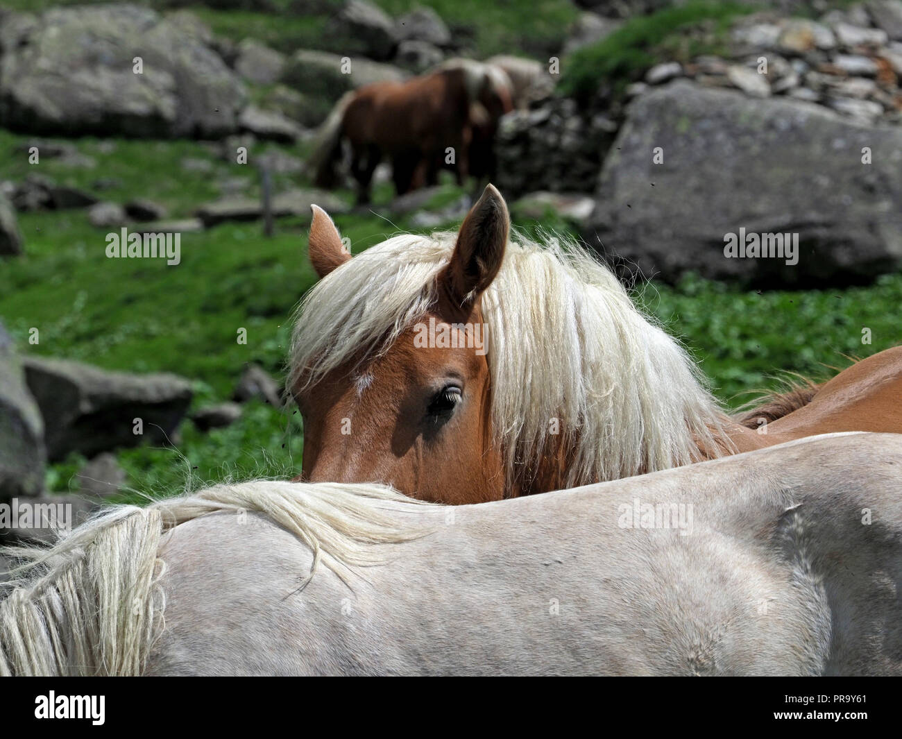 Pottok Horse Stockfotos und bilder Kaufen Alamy