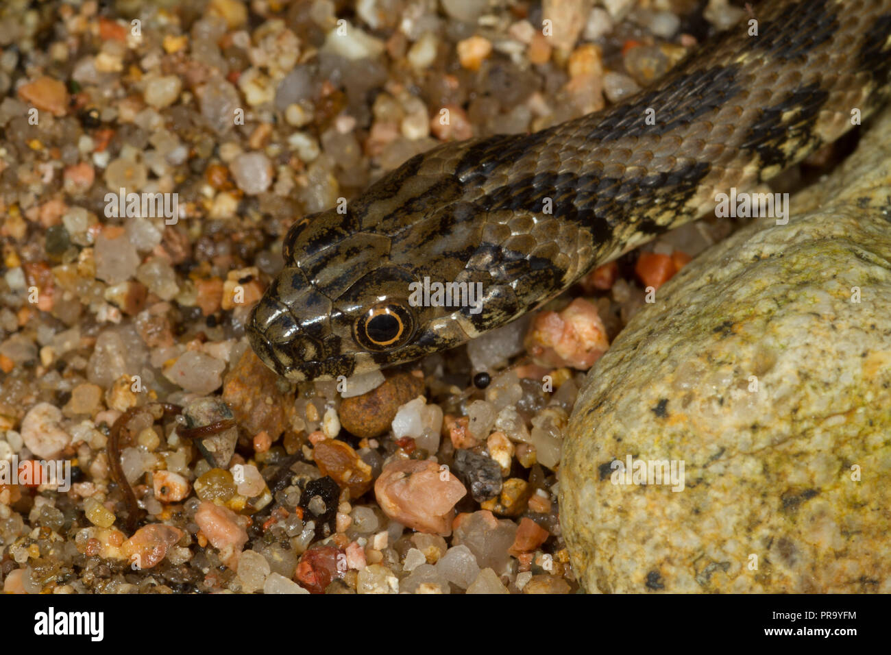 Viperine Schlange. Natrix Maura. Einzelne Kinder Schlange. Sardinien. Italien Stockfoto