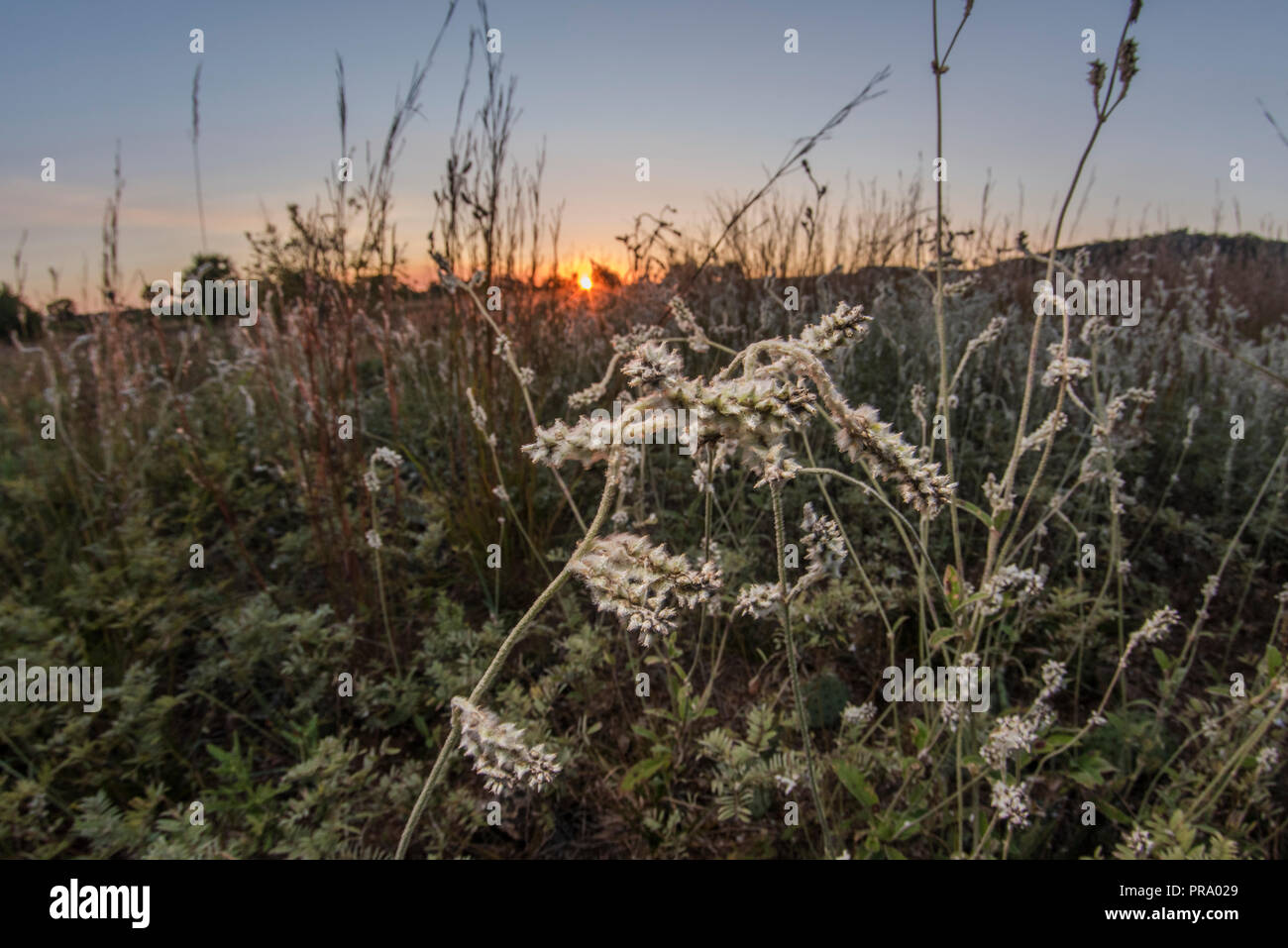 Ebenen (snakecotton Froelichia floridana) wild wachsen auf einer Wiese im südlichen Wisconsin. Stockfoto