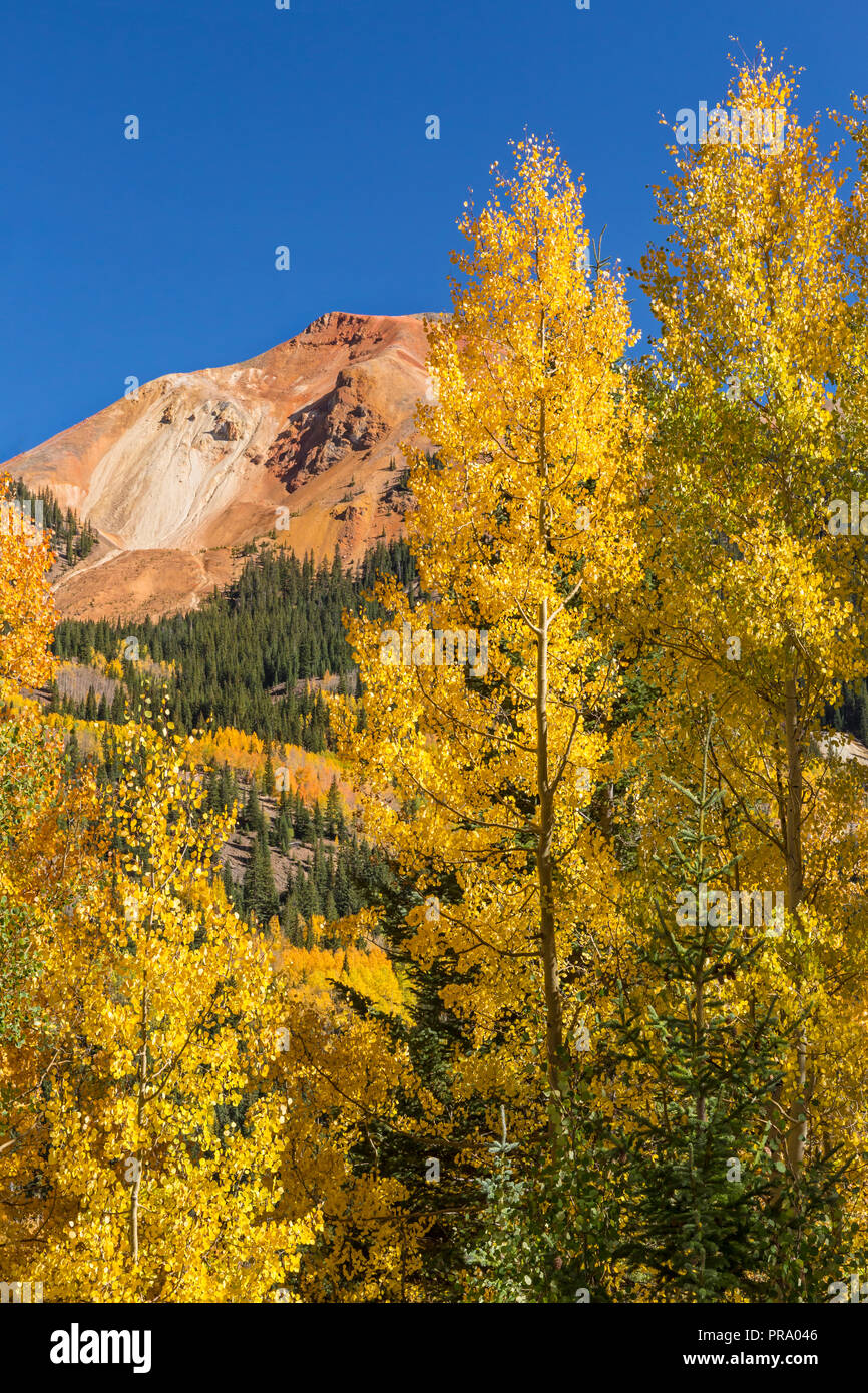 Goldene Espen auf Red Mountain Pass aus der Million Dollar Highway in der uncompahgre National Forest, Colorado. Stockfoto