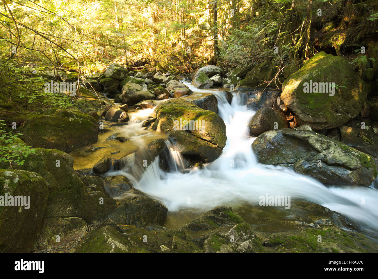 Ein Bach stürzt über Felsen im Wald am Stave Lake in Mission, British Columbia, Kanada Stockfoto