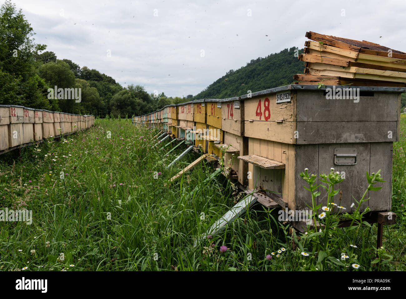 Gruppe von farbigen Honey Bee Bienenstöcke in einem ländlichen Wiese. Stockfoto