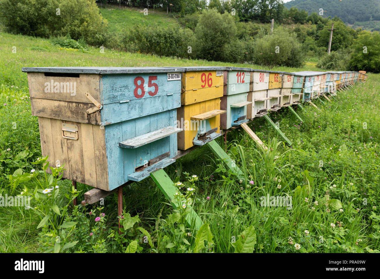 Gruppe von farbigen Honey Bee Bienenstöcke in einem ländlichen Wiese. Stockfoto