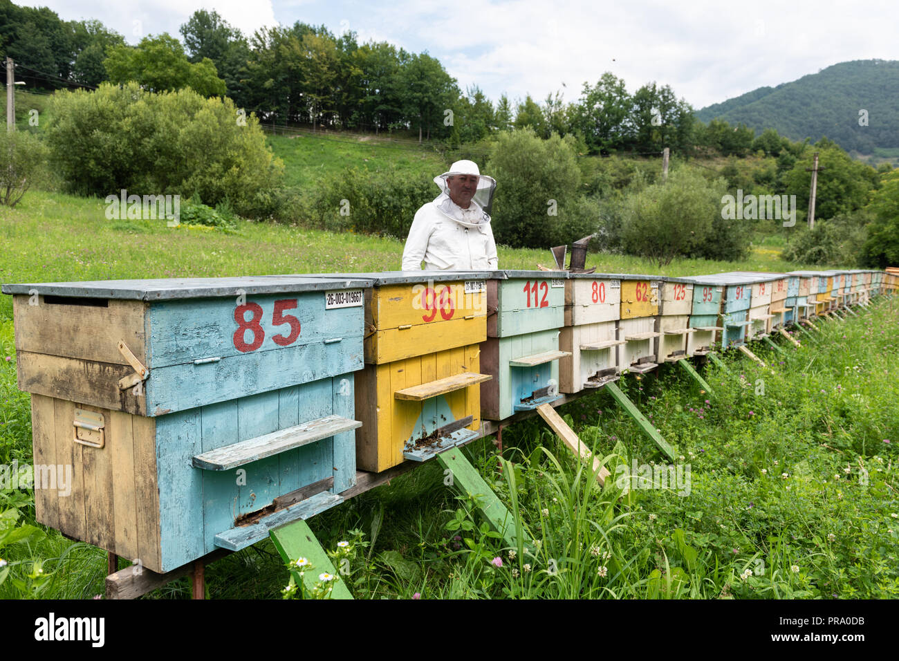 Imker mit Smoker und verschiedene Imkerei Tools arbeiten auf einem Bienenstock. Stockfoto