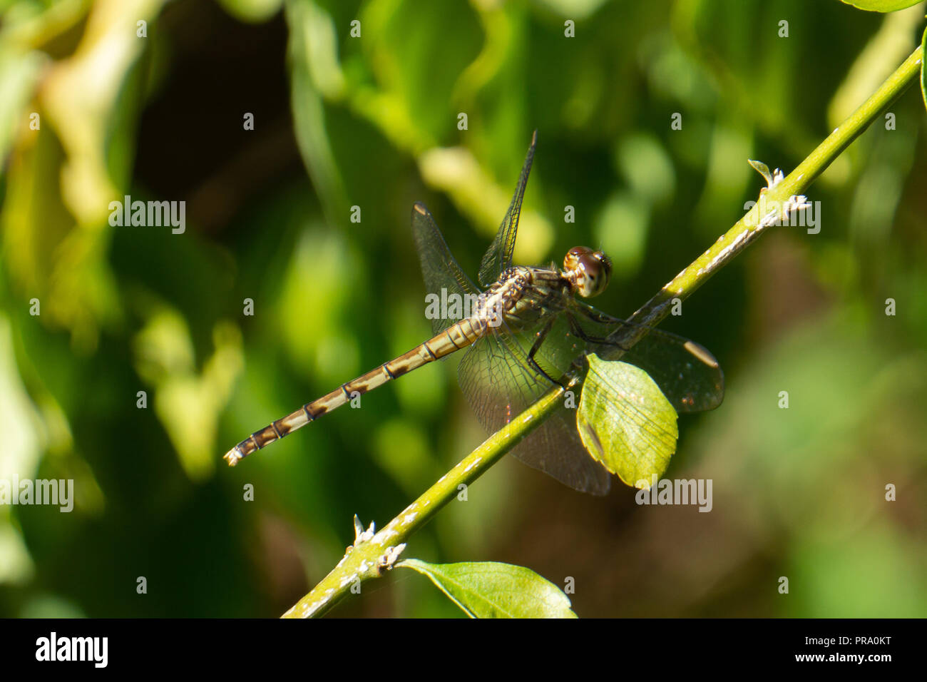 Eine grüne und schwarze weibliche Band-Winged Dragonlet Dragonfly (Erythrodiplax umbrata) in Stuart, Martin County, Florida, USA Stockfoto