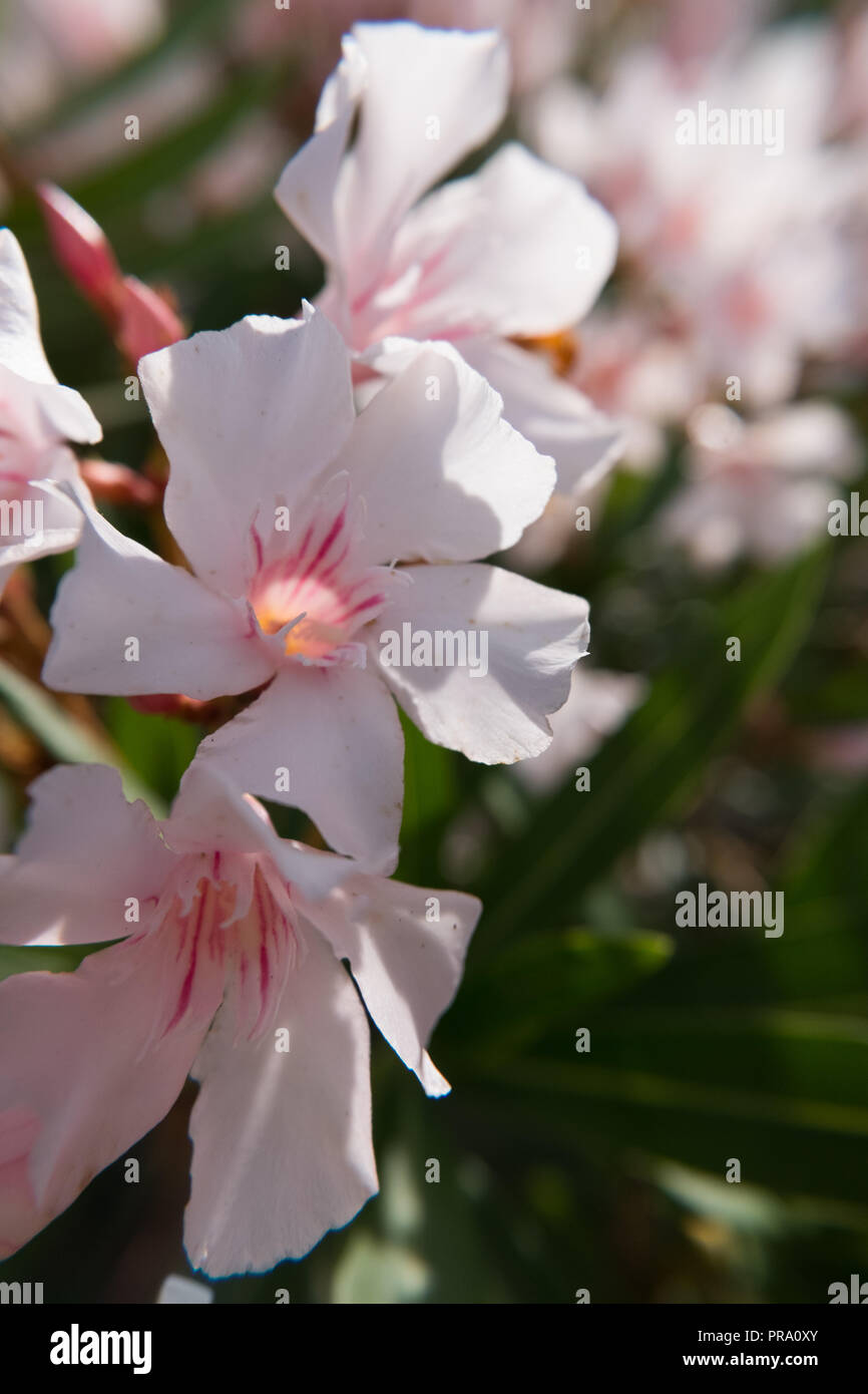 Nerium Oleander Bluht Rosa Bluten Und Knospen In Einem Grunen