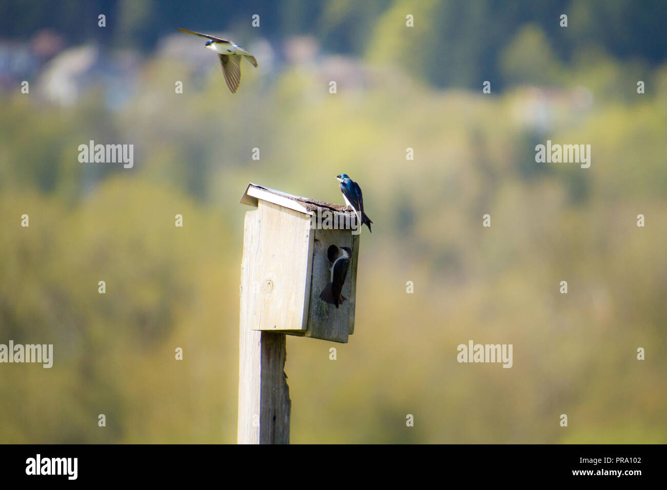 Ein Baum Schwalbe fliegen um ein Vogelhaus mit einer auf dem Dach und ein weiteres auf der Vorderseite thront im Inneren suchen Schlucken Stockfoto