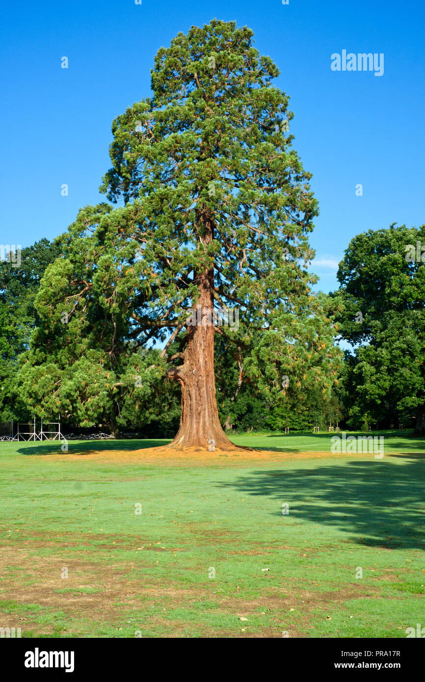 Western red cedar thuja plicata Fotos und Bildmaterial in hoher