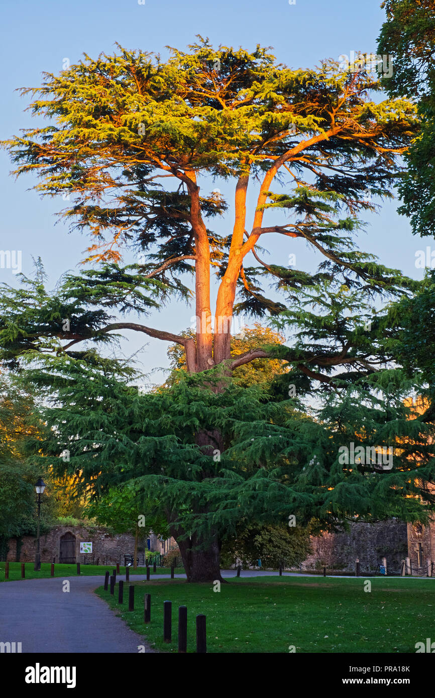 Cedrus libani. Zedern des Libanon Baum bei Sonnenuntergang auf den Palast Grün am Palast des Bischofs Stockfoto
