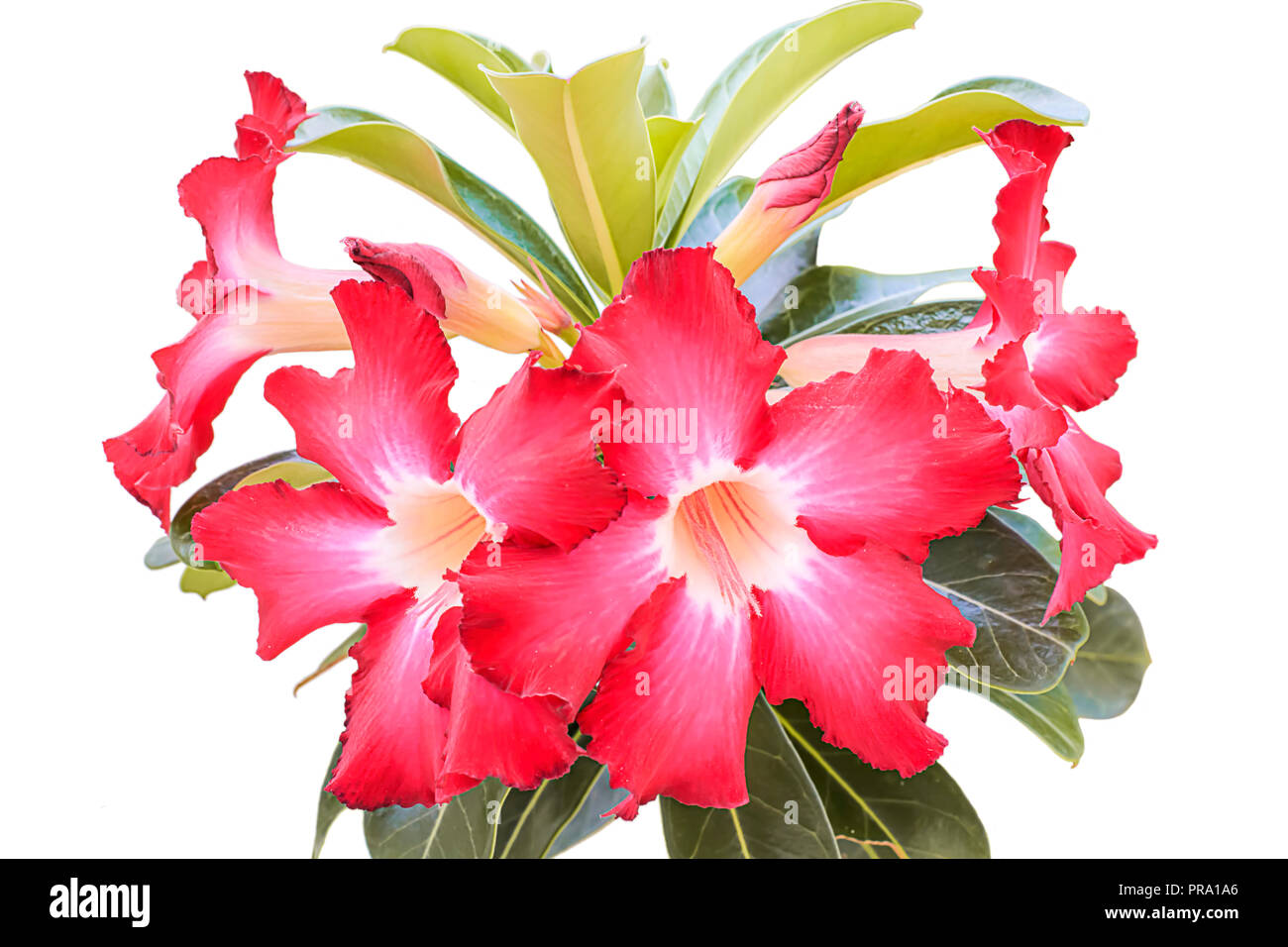 Thailandische Blumen Stockfotos Und Bilder Kaufen Alamy