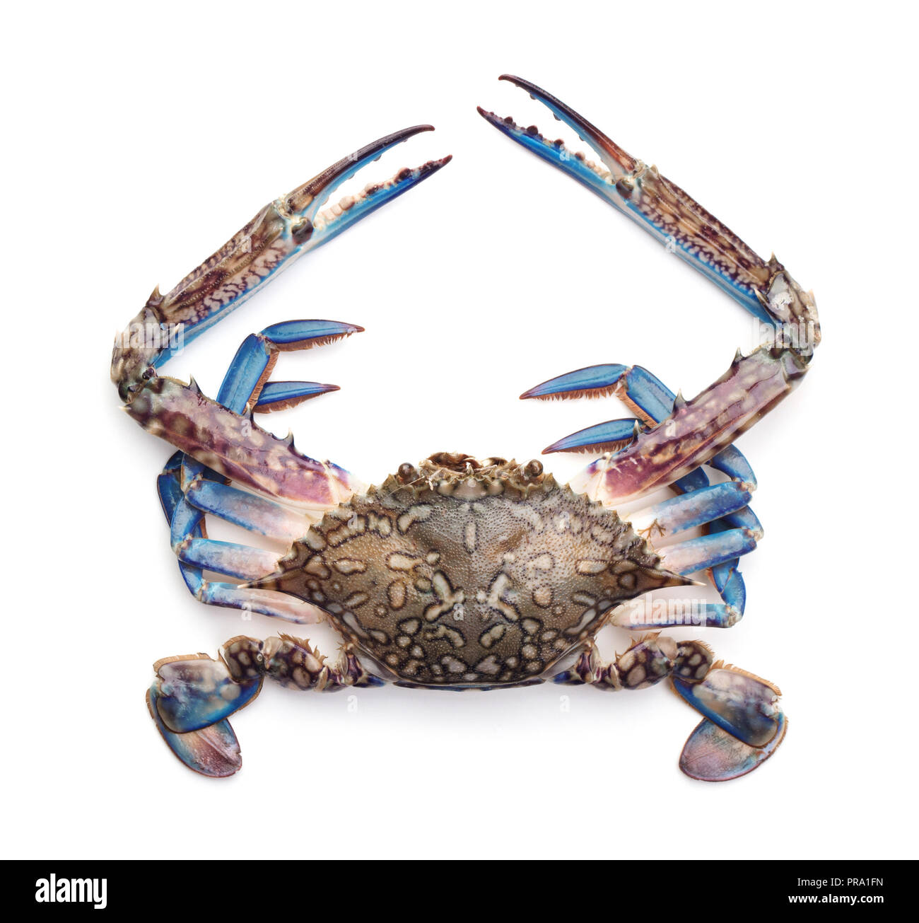 Raw Blue crab auf weißem Hintergrund Stockfoto