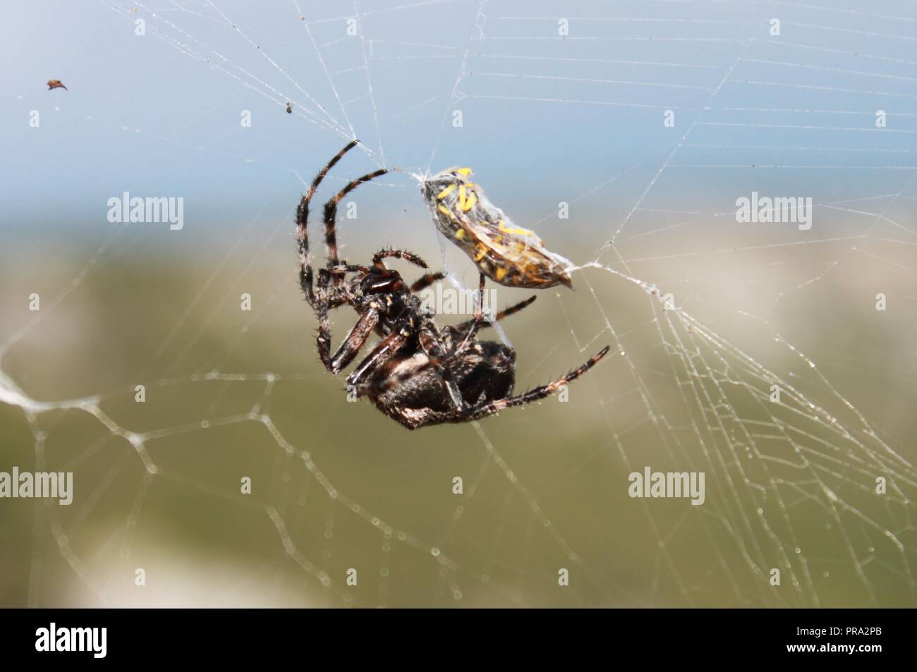 Wasp von Spider gefangen Stockfoto