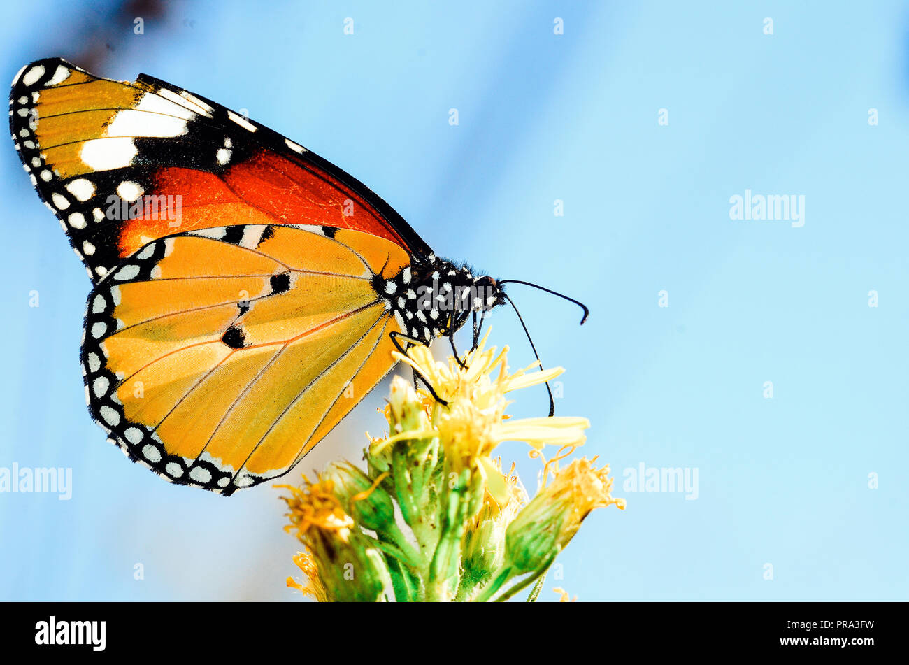 Makro Fotografie, danaus plexippus Schmetterling oder monarch butterfly, mit gelben Blüten und Sky Stockfoto