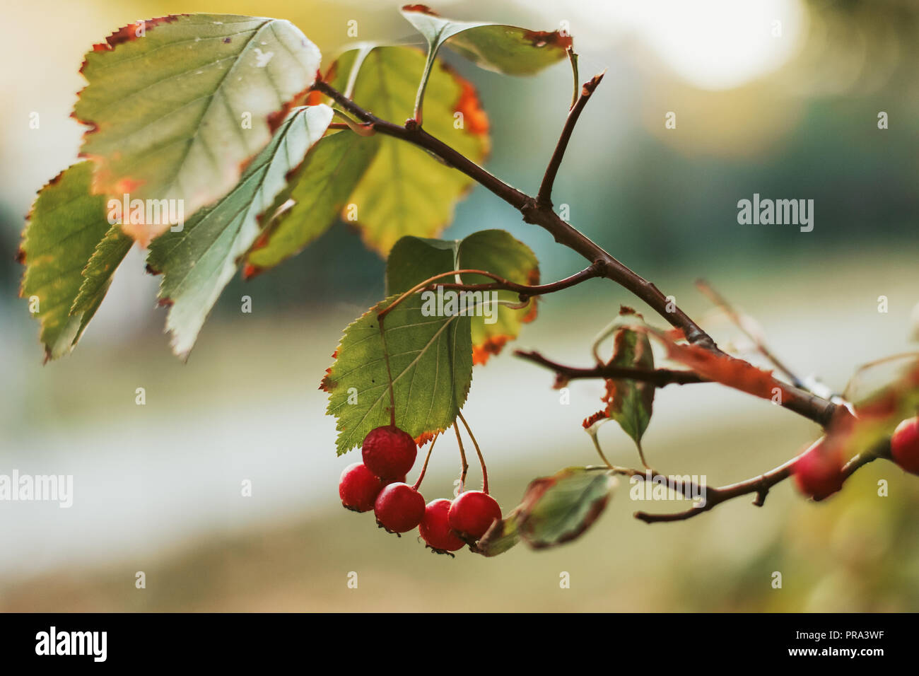 Herbst Blätter auf der Sonne. Herbst verschwommenen Hintergrund. Stockfoto