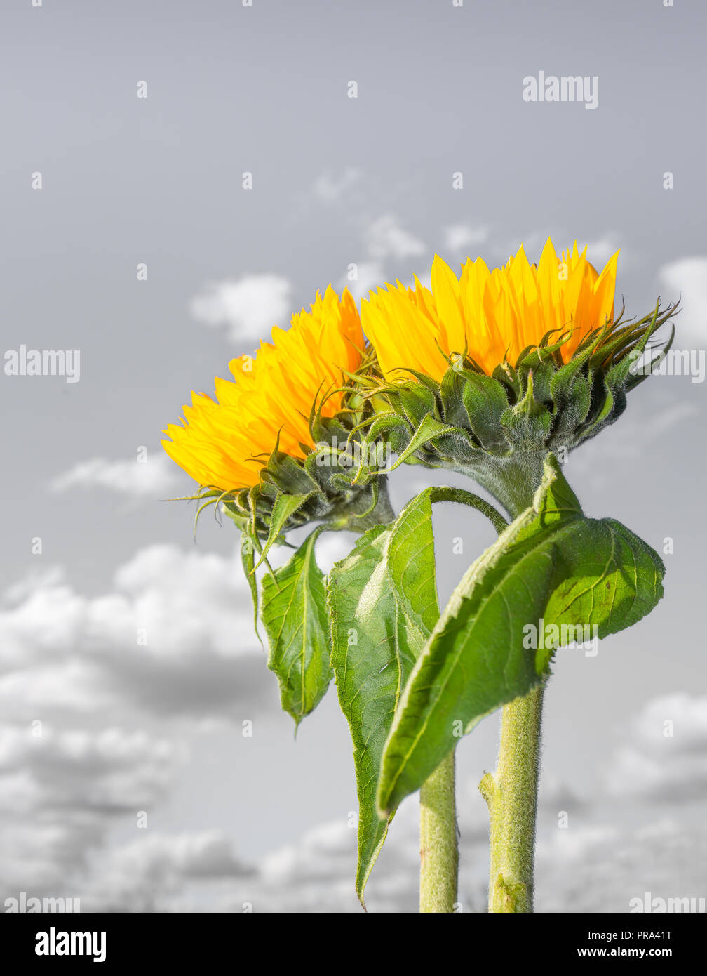 Portrait Nahaufnahme von zwei aufrechten Sonnenblumenstämmen (leuchtend gelbe Köpfe & grüne Blätter) vor monochromem Himmel Hintergrund mit flauschigen Wolken. Stockfoto