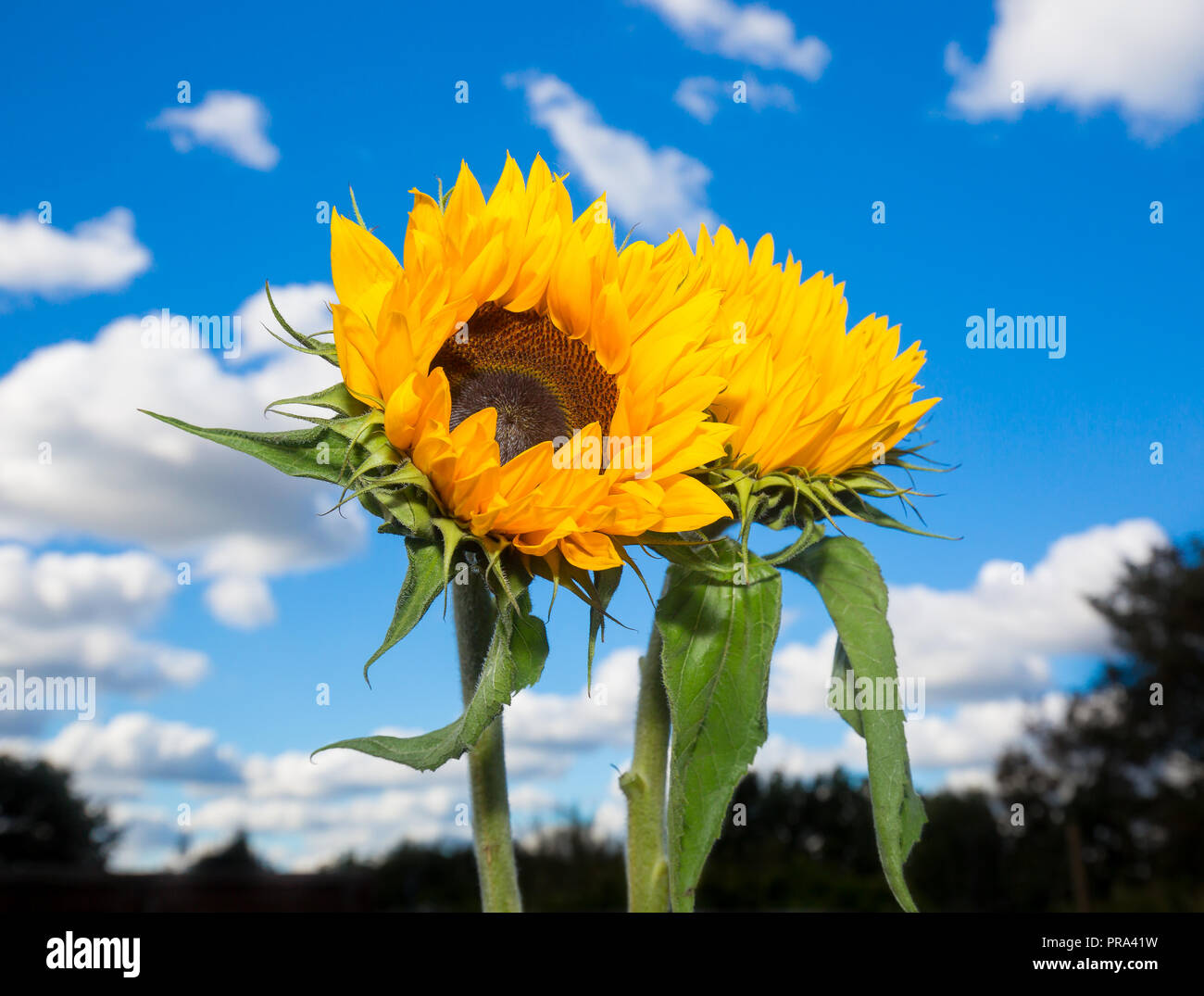 Nahaufnahme von zwei aufrechten isolierten Sonnenblumen (gelbe Köpfe, grüne Blätter und Stängel) im Freien mit tiefblauem Himmel und flauschigen Cumuluswolken. Stockfoto
