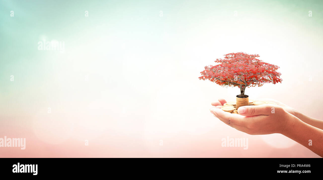 Unternehmertum Konzept: die menschliche Hand rot Big Tree und Stapel von Goldmünzen über verschwommenes Natur Hintergrund Stockfoto