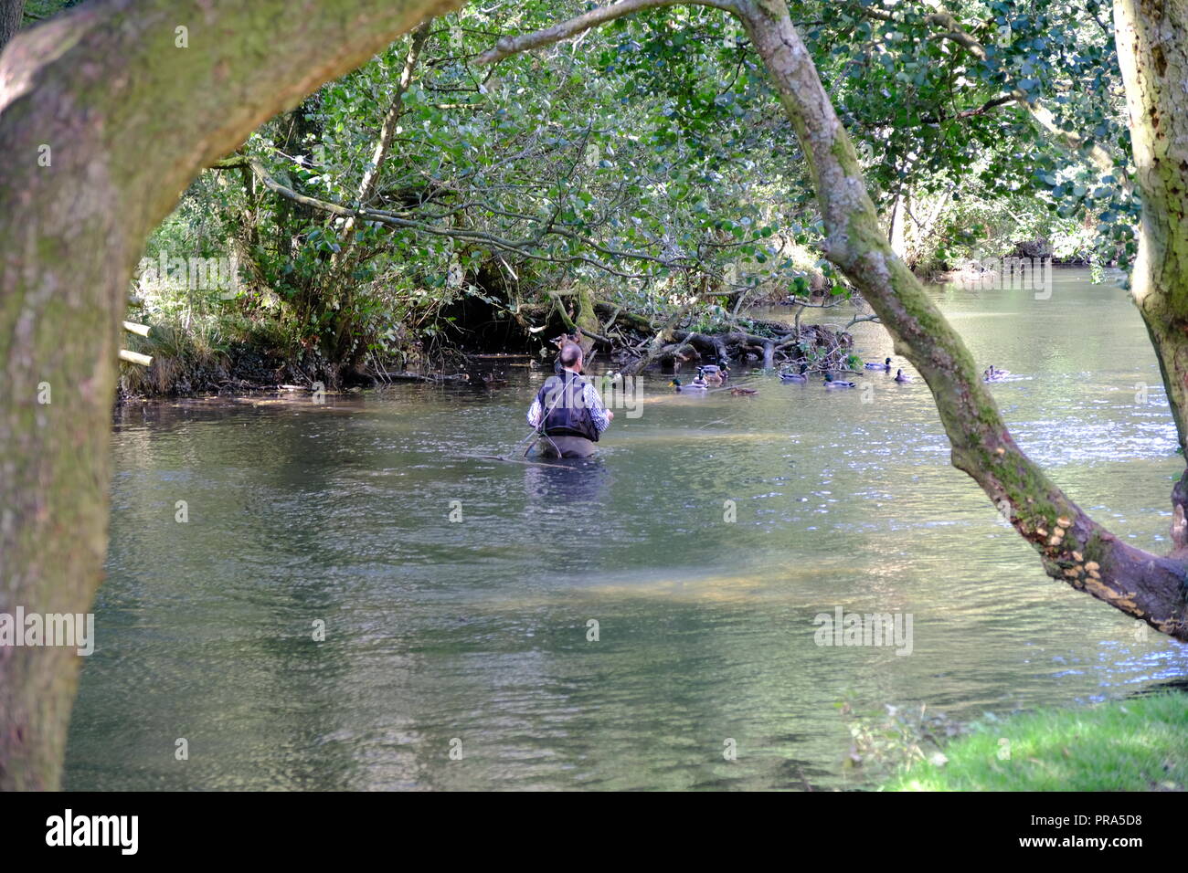 Flusstaube, Derbyshire, Dovedale, Stepping Stones, Fliegenfischen, Schafe. Dove River, Stone Crossing, Wating, Peak District, Natürliche Schönheit. Stockfoto