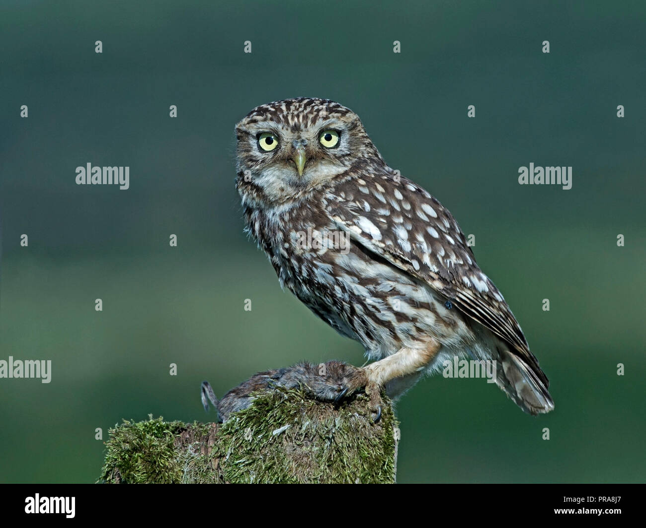 Kleine Eule mit Maus gehockt Stockfoto