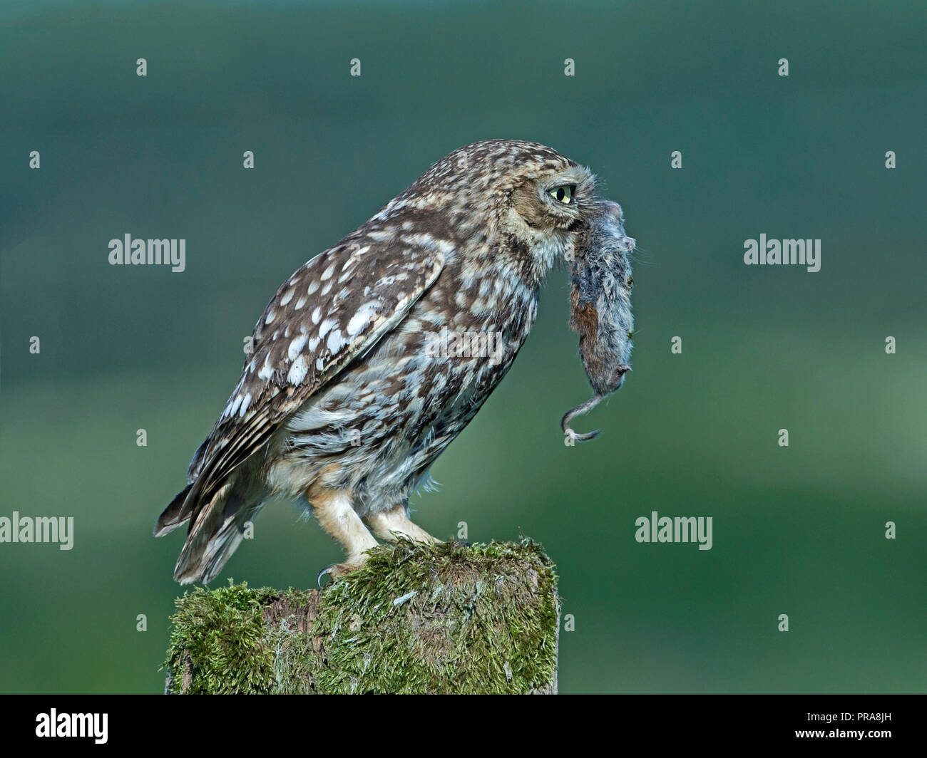 Kleine Eule mit Maus im Schnabel gehockt Stockfoto