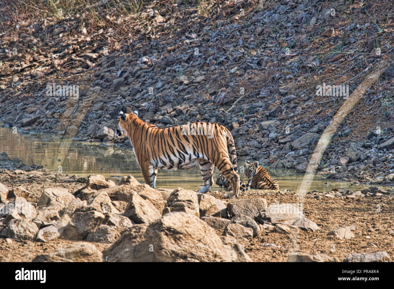 Maya und ihre beiden Jungen am Tadoba Nationalpark (Tiger), Indien Stockfoto