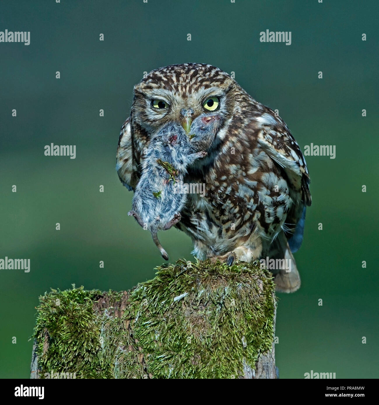 Kleine Eule mit Maus im Schnabel gehockt Stockfoto