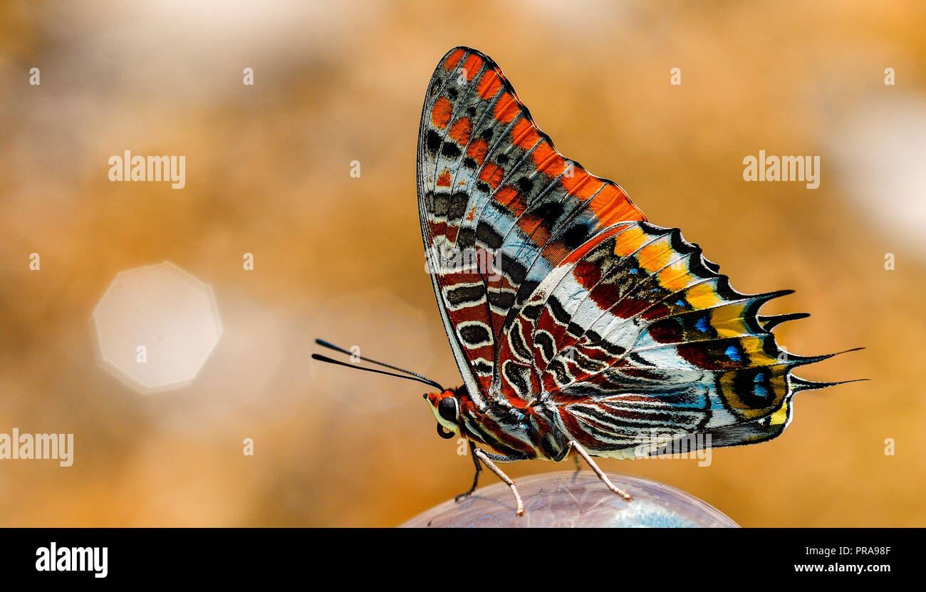 Makro Fotografie, Charaxes jasius Schmetterling Nahaufnahme mit klaren Hintergrund Stockfoto
