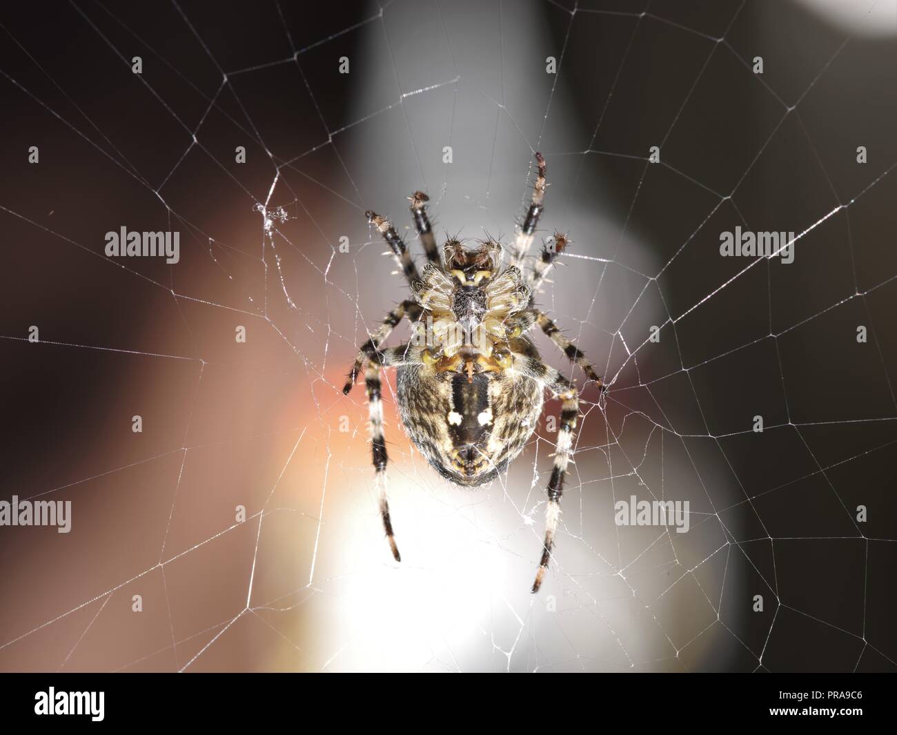 Spider auf Web, Unterseite, Brian Martin RMSF, große Dateigröße Stockfoto