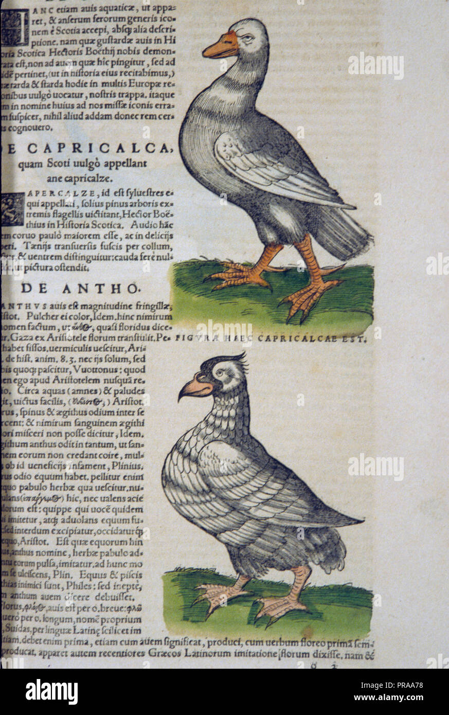 De capricala; De antho Ca. 1555 - 16. Jahrhundert vogel Zeichnungen/Vogel Illustrationen Stockfoto