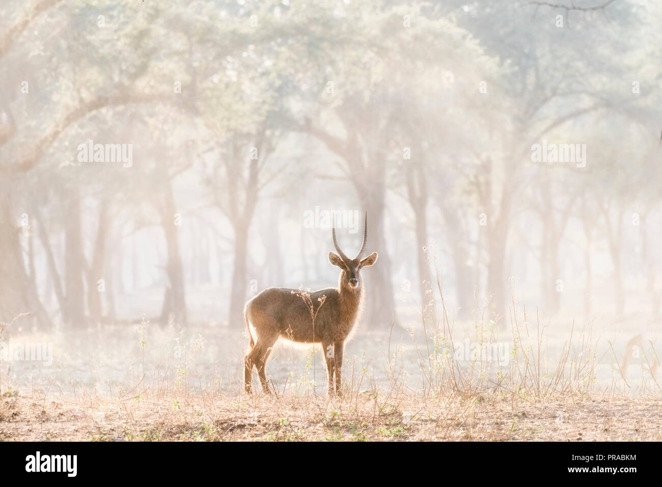 Ein einsamer Kudu zurück lit im Zambezi National Park. Stockfoto