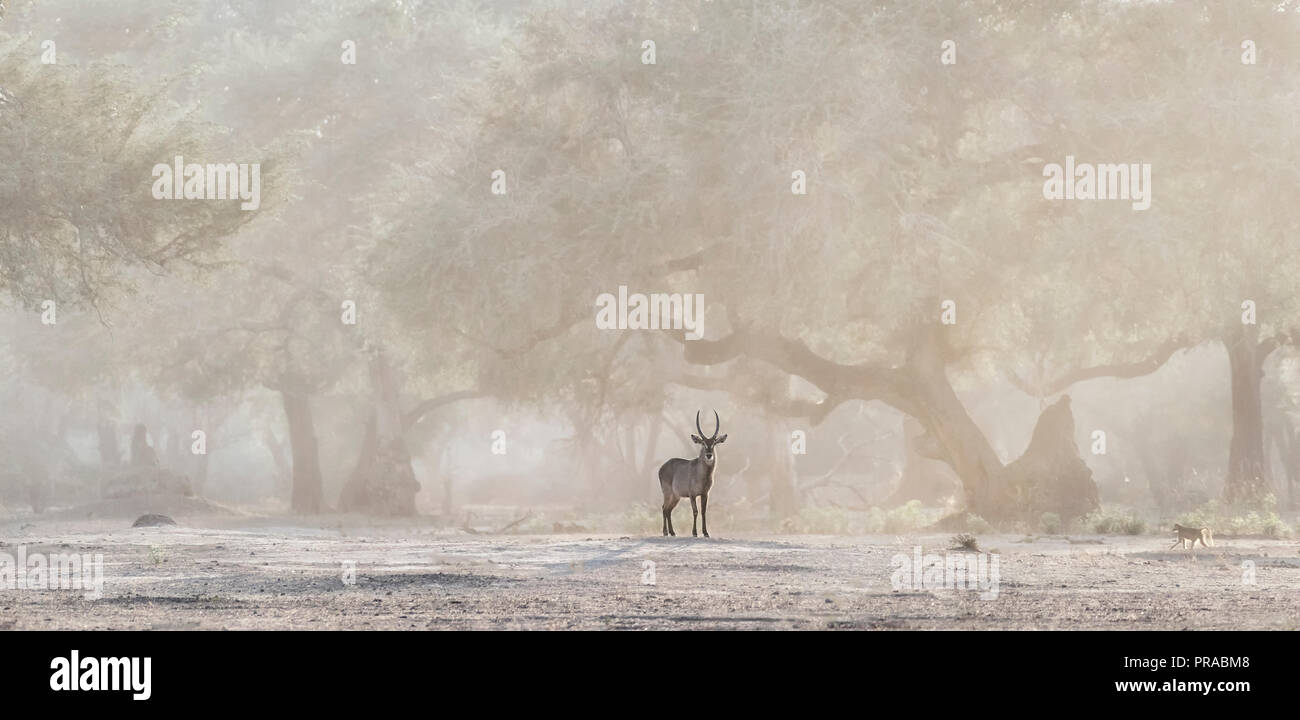 Ein einsamer Kudu gegen die Akazien im Lower Zambezi NP. Stockfoto