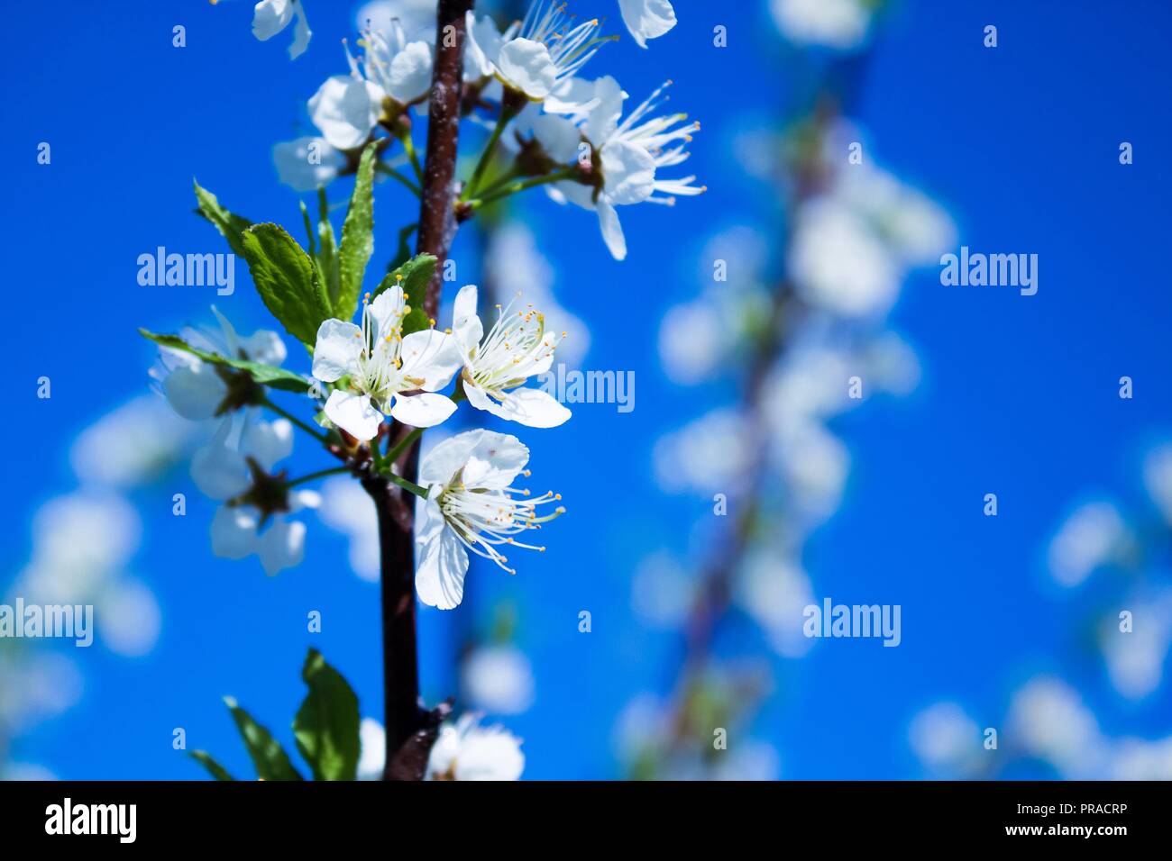 Eine Sammlung der Natur und der Welt durch Ruhe und Schönheit Stockfoto