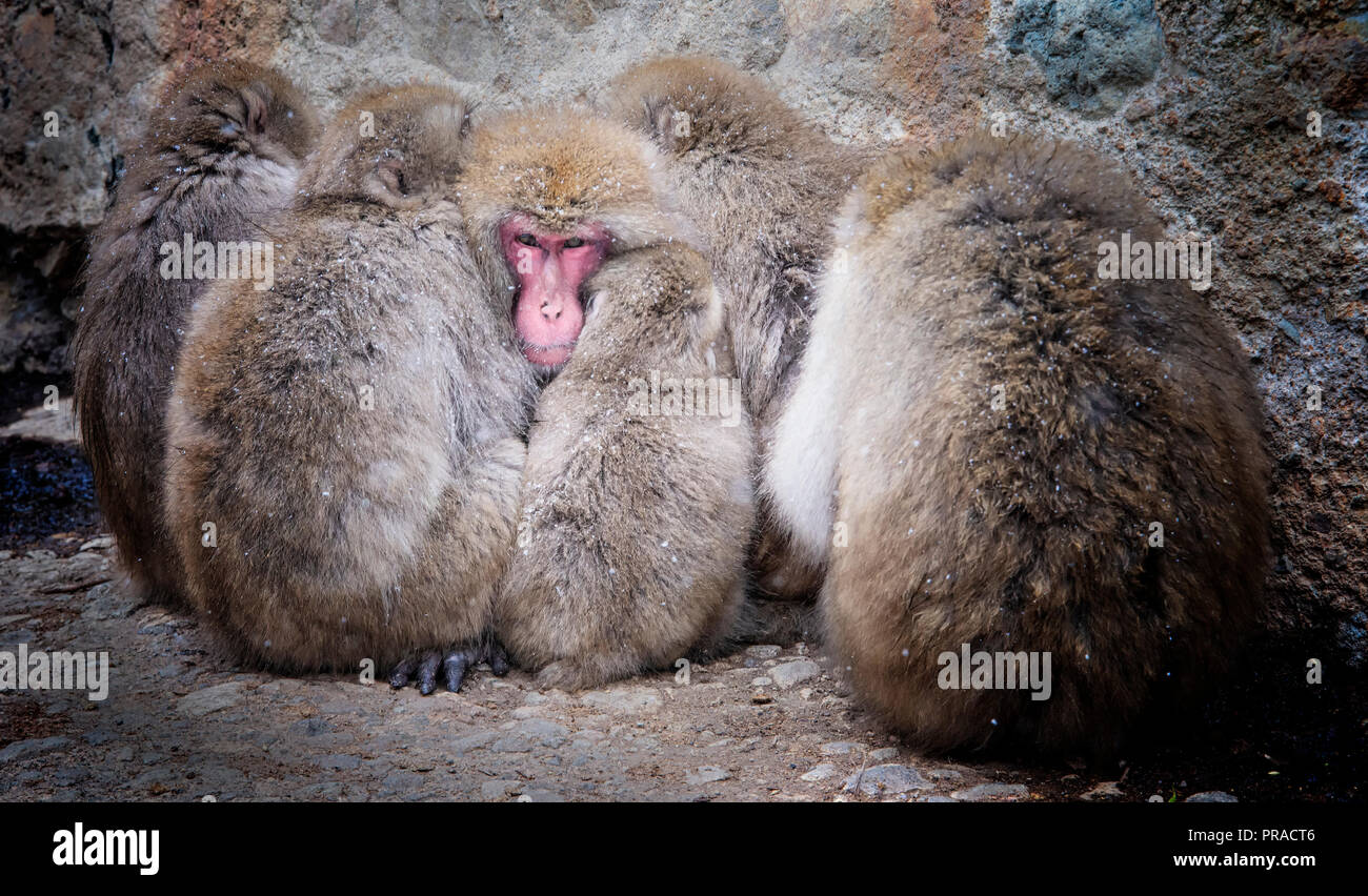 Weibliche Schnee Affen halten die Männchen durch die ihn umgebenden warm. Stockfoto