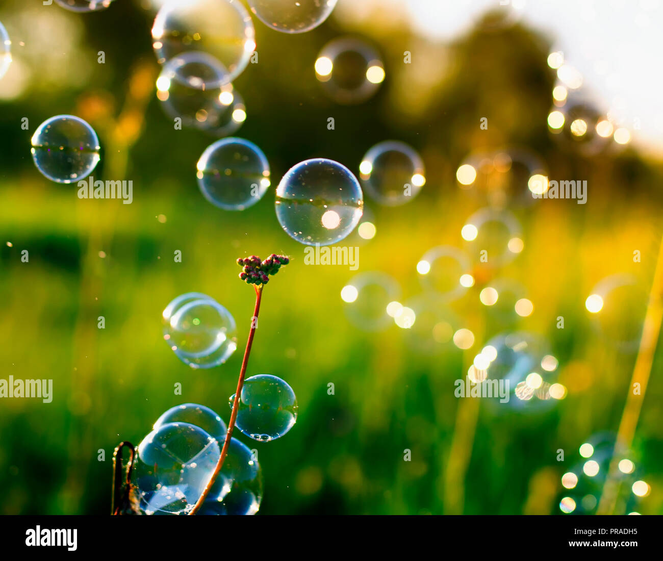 Natürlichen schönen Hintergrund mit hell schimmernde Seifenblasen fliegen  und hängen auf grünem Gras sonnigen Sommer Wiese Stockfotografie - Alamy