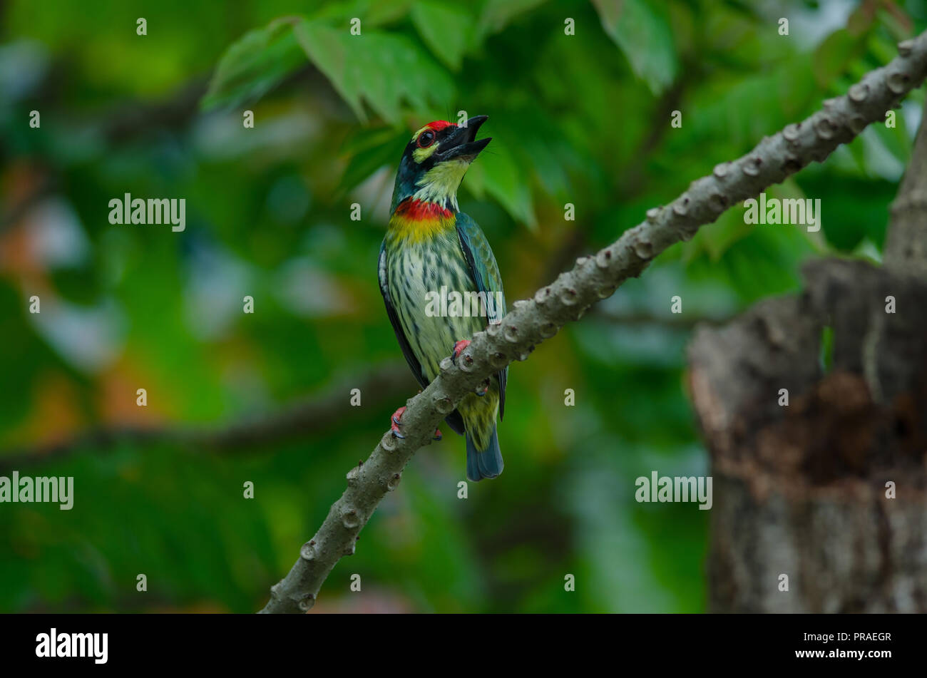 Schmied Barbet (Megalaima haemacephala) am Baum in der Natur Stockfoto