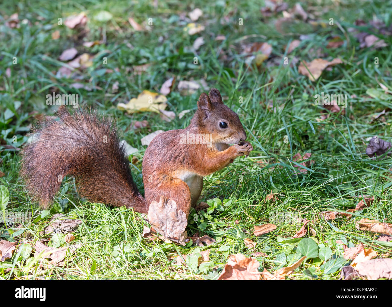 Junge Eichhörnchen sitzt auf dem Boden mit Laub und essen Mutter Stockfoto